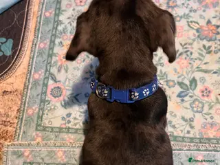 Mixed Breed dogs Stunning French’s Jack mum and dado dad pups - Advert 8