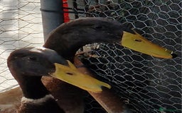 Ducks poultry for sale: Indian runner drakes - Image 1
