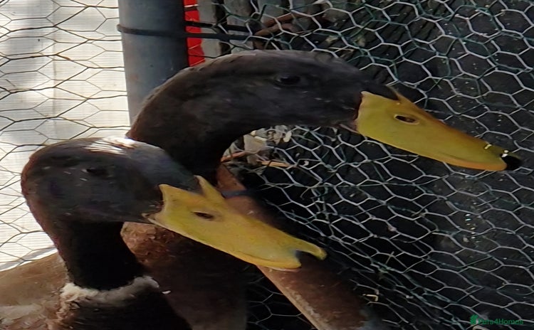 Ducks poultry - Advert 1