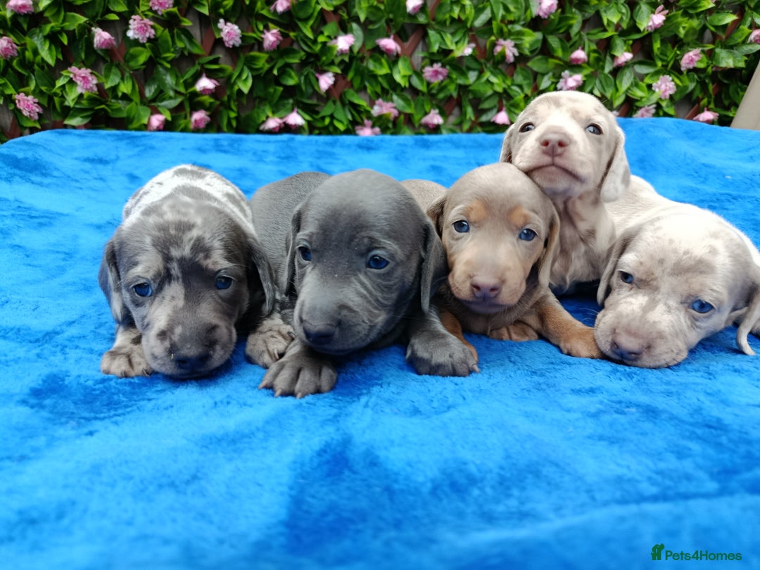 Dachshund dogs for sale: BLUE/ISABELLA DAPPLE MINI DAXI KC REG PRA CLR - Advert 3
