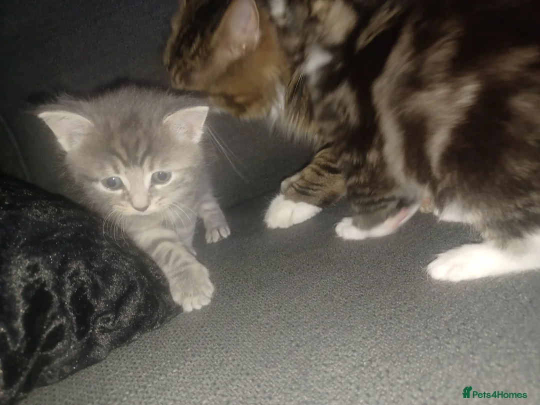 Maine Coon cats for sale: Adorable fluffy beautiful babys - Advert 2