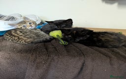 Mixed Breed cats for sale: Two gorgeous boys left - Image 6