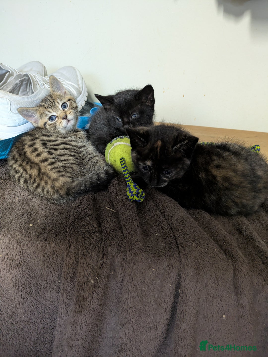 Mixed Breed cats for sale: Two gorgeous boys left - Image 6