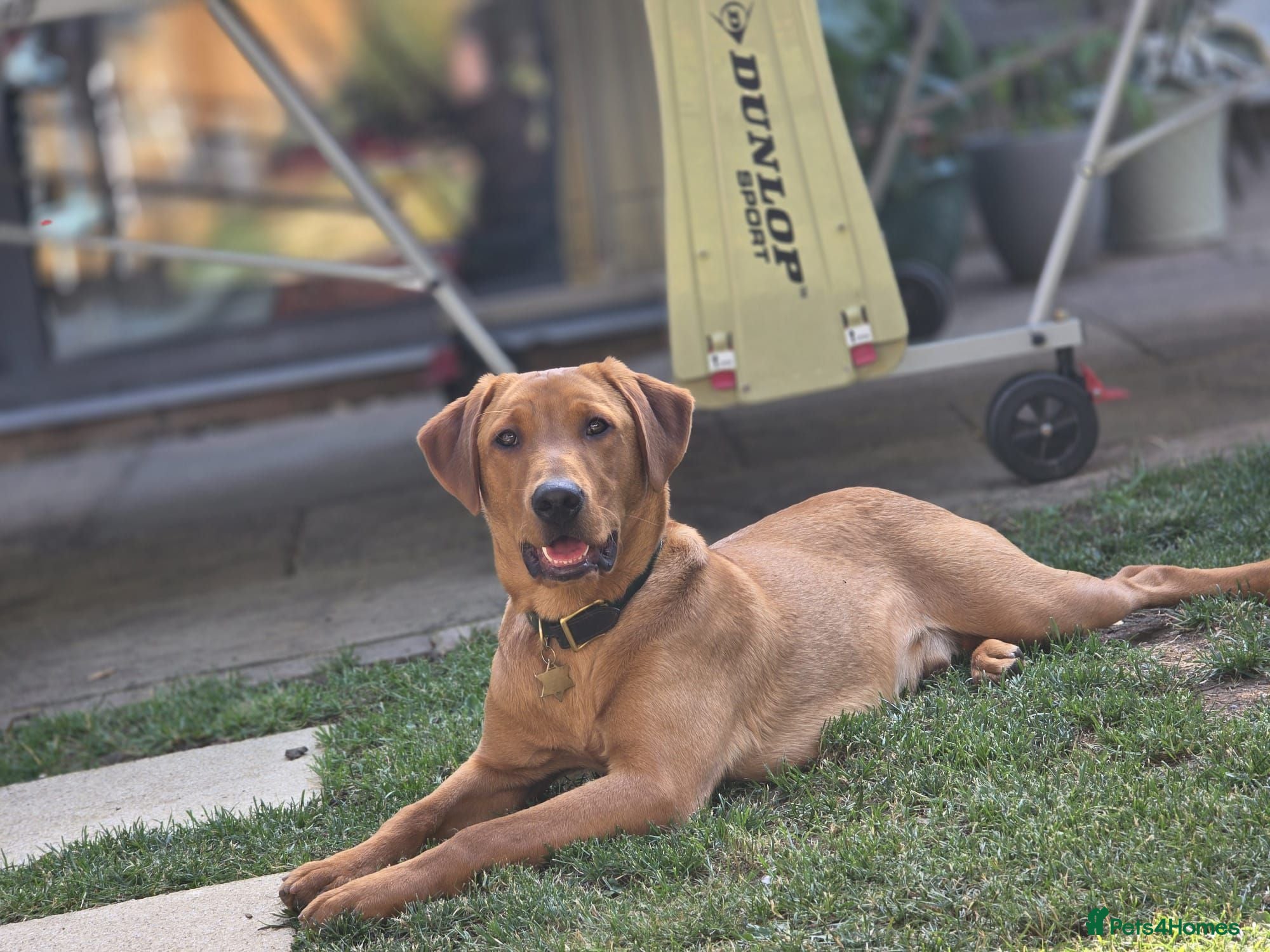 Labrador Retriever dogs 8 month old red fox lab boy ❤️ - Advert 4