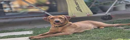 Labrador Retriever dogs for sale: 8 month old red fox lab boy ❤️ in Northampton - Advert 1