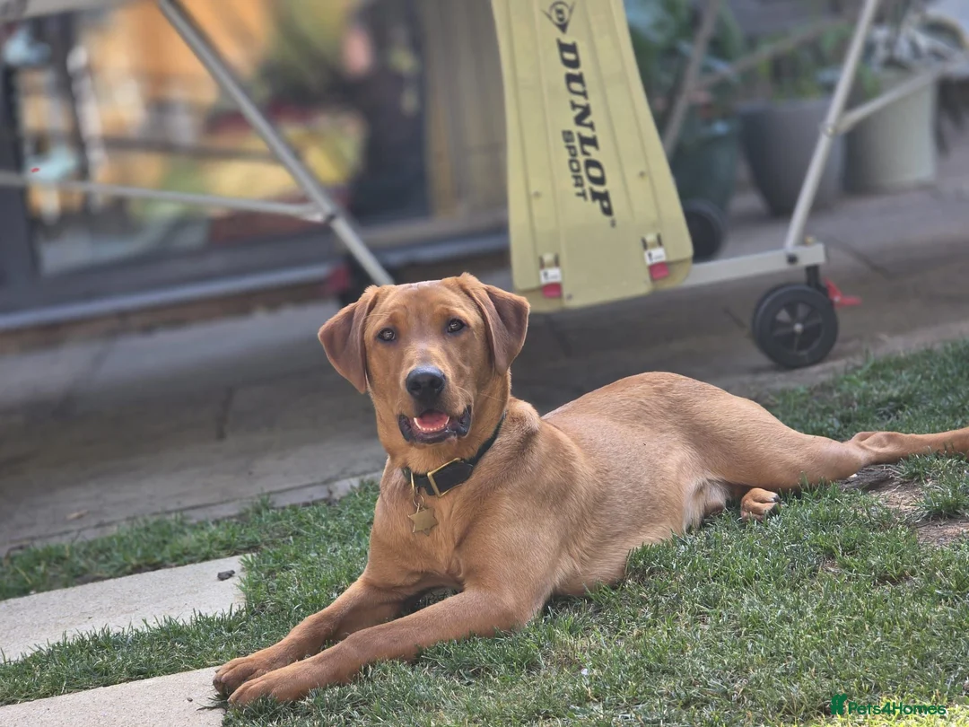 Labrador Retriever dogs for sale: 8 month old red fox lab boy ❤️ in Northampton - Advert 1