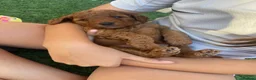 Cockapoo dogs for sale: STUNNING COCKAPOO PUPPYS EXTENSIVELY HEALTH TESTED - Advert 11