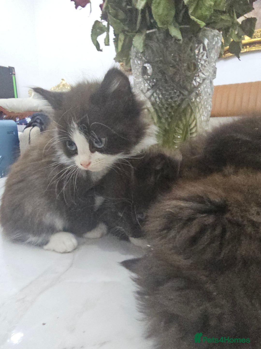 Persian cats for sale: Adorable half perian kittens available now,  - Advert 14