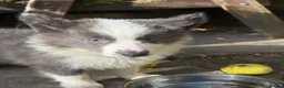 Border Collie dogs for sale: 4 Border Collie puppies in Wigan - Advert 21