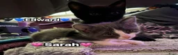 Mixed Breed cats for sale:  Beautiful cuddly kittens  - Advert 1