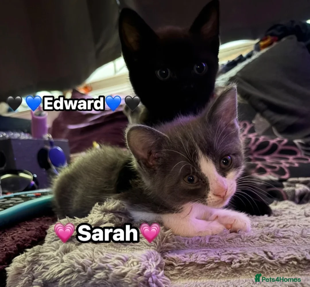 Mixed Breed cats for sale:  Beautiful cuddly kittens  - Advert 1