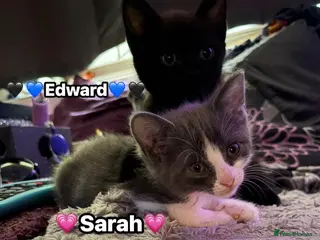 Mixed Breed cats Beautiful cuddly kittens - Advert 1