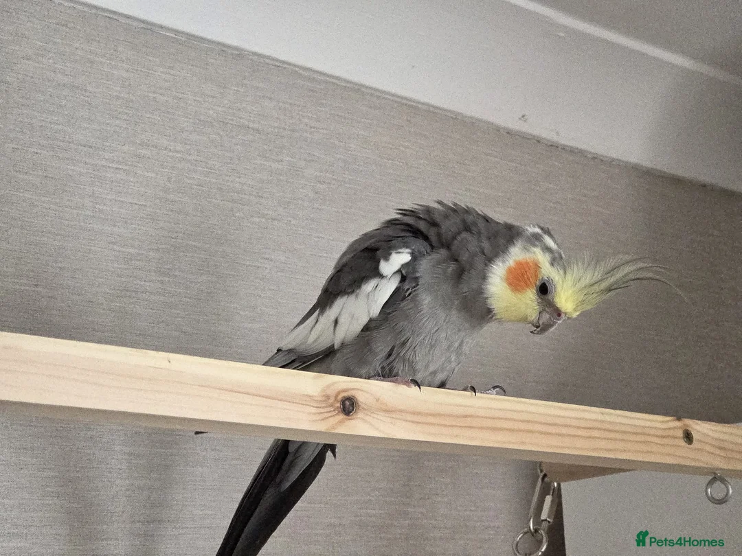 Cockatiels birds for sale: Pair of cockatiels - Advert 3