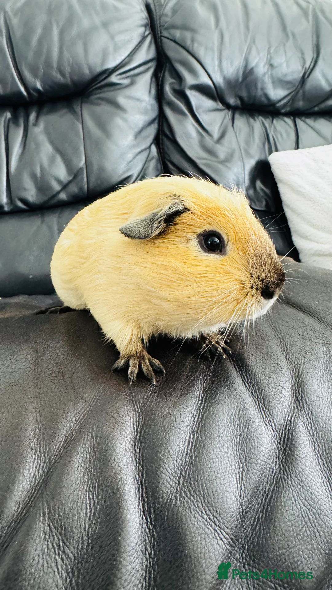 Guinea Pig rodents for sale: 2 Beautiful Male Guinea pigs for sale  - Advert 4