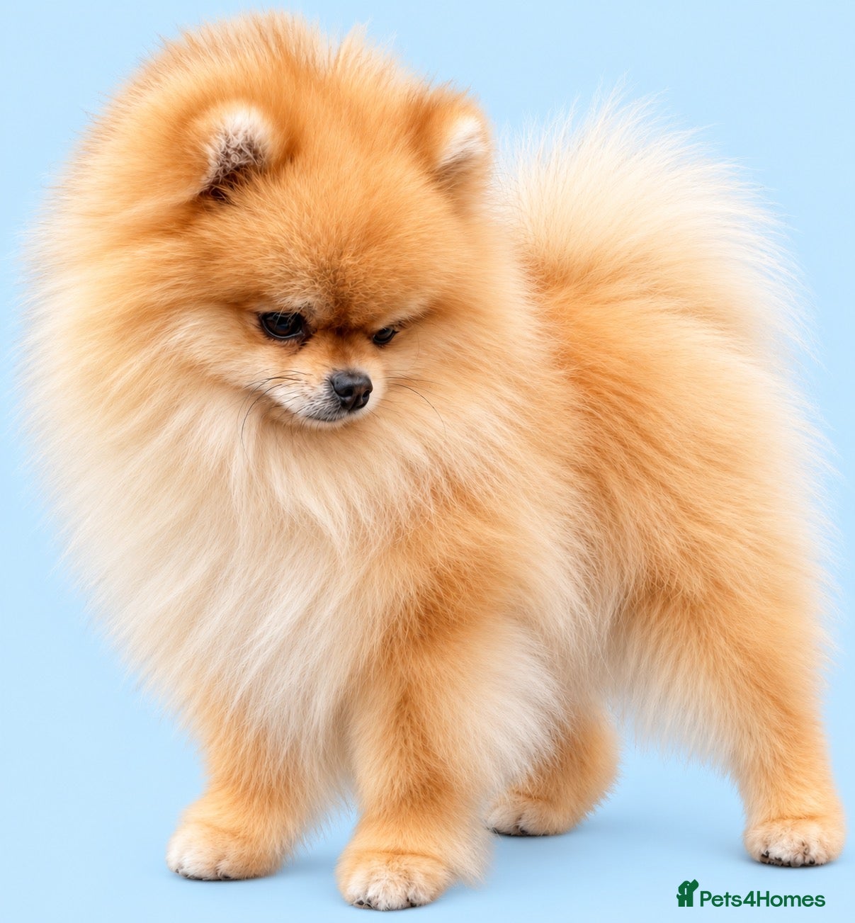 Pomeranian dogs MICRO Size Champion lines Orange Pomeranian - Advert 1