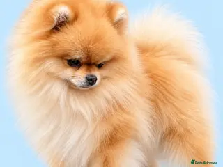 Pomeranian dogs MICRO Size Champion lines Orange Pomeranian - Advert 1