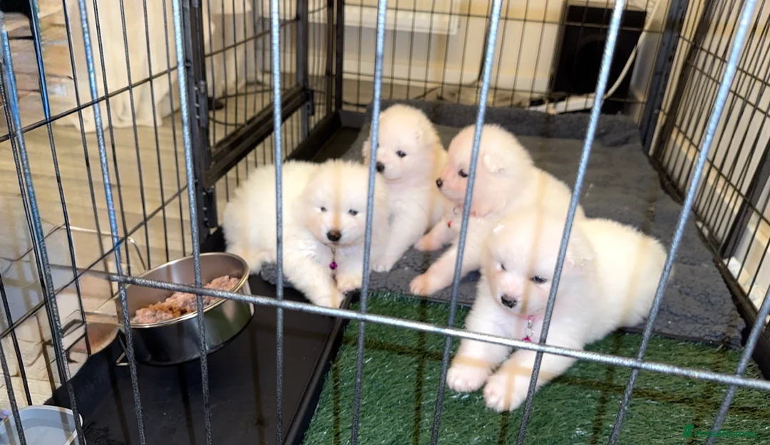 Samoyed dogs for sale: NOW VACCINATED AND CHIPPED Last pup remains ❤️ - Advert 5