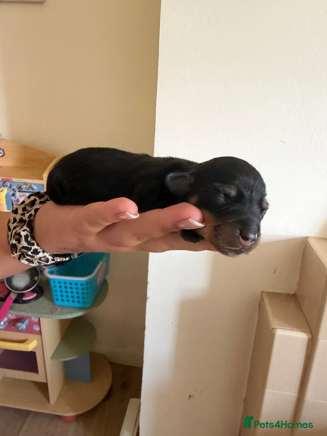Miniature Dachshund dogs for sale: Miniature dachshund  - Advert 2