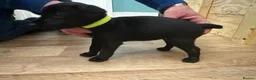 Patterdale Terrier dogs for sale: Docked Patterdale Black Puppies  - Advert 8