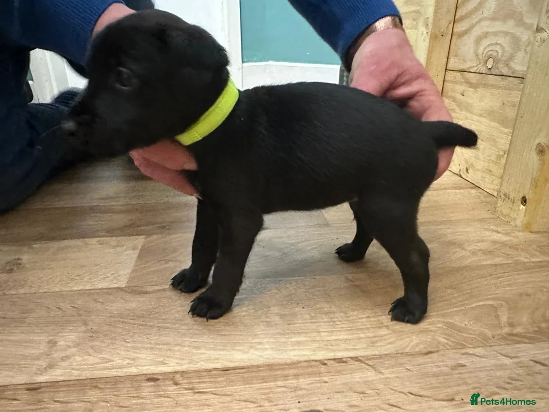 Patterdale Terrier dogs for sale: Docked Patterdale Black Puppies  - Advert 8