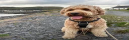 Goldendoodle dogs for sale: 🤎🐶STANDARD GOLDEN/DOUBLEDOODLE PUPPIES🐶🤎 - Advert 12