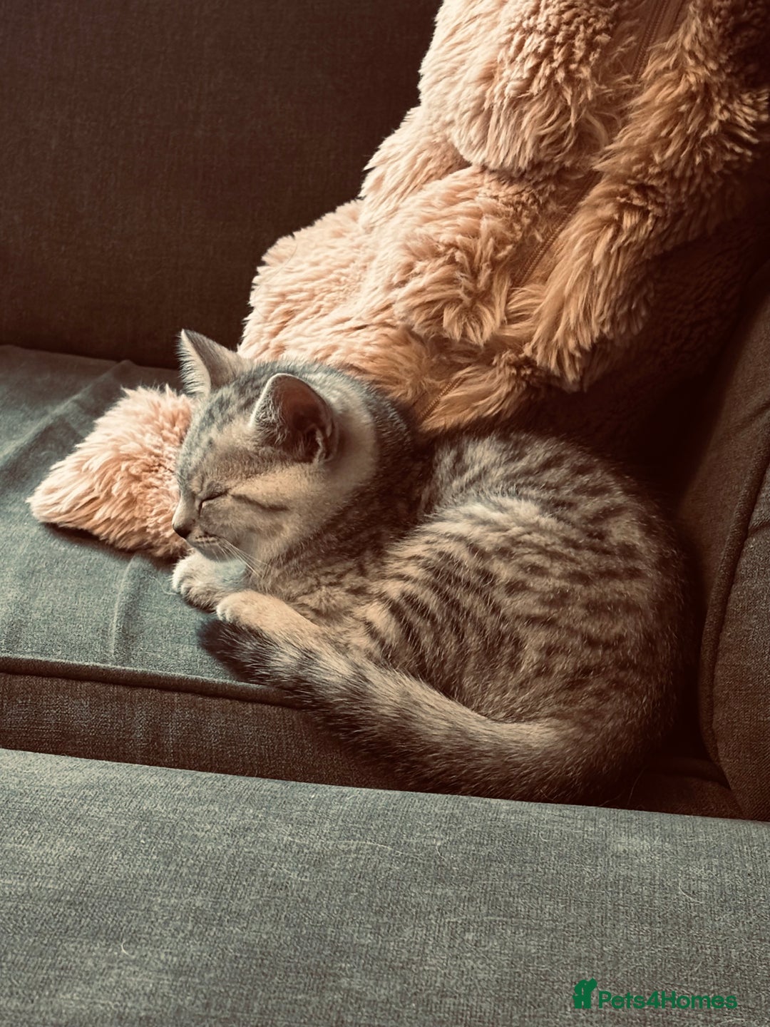 British Shorthair cats for sale: Silver tipped British Shorthair kittens  - Image 10
