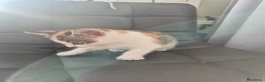 Calico