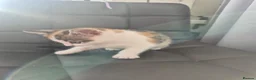 Mixed Breed cats for sale: Lovely kittens for good homes - Advert 7
