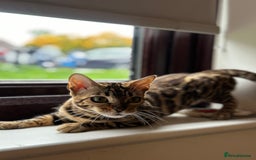 Bengal cats for sale: 🐾 Beautiful Rosetted Bengal Girl - Image 3