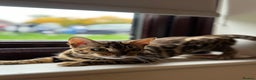 Bengal cats for sale: 🐾 Beautiful Rosetted Bengal Girl - Advert 3