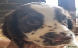 English Springer Spaniel dogs for sale: Pretty puppies with working parents ready now - Image 22