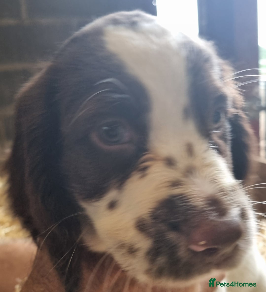English Springer Spaniel dogs for sale: Pretty puppies with working parents ready now - Image 22