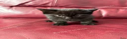 Mixed Breed cats for sale: Two male tabby’s ready for new homes  - Advert 2