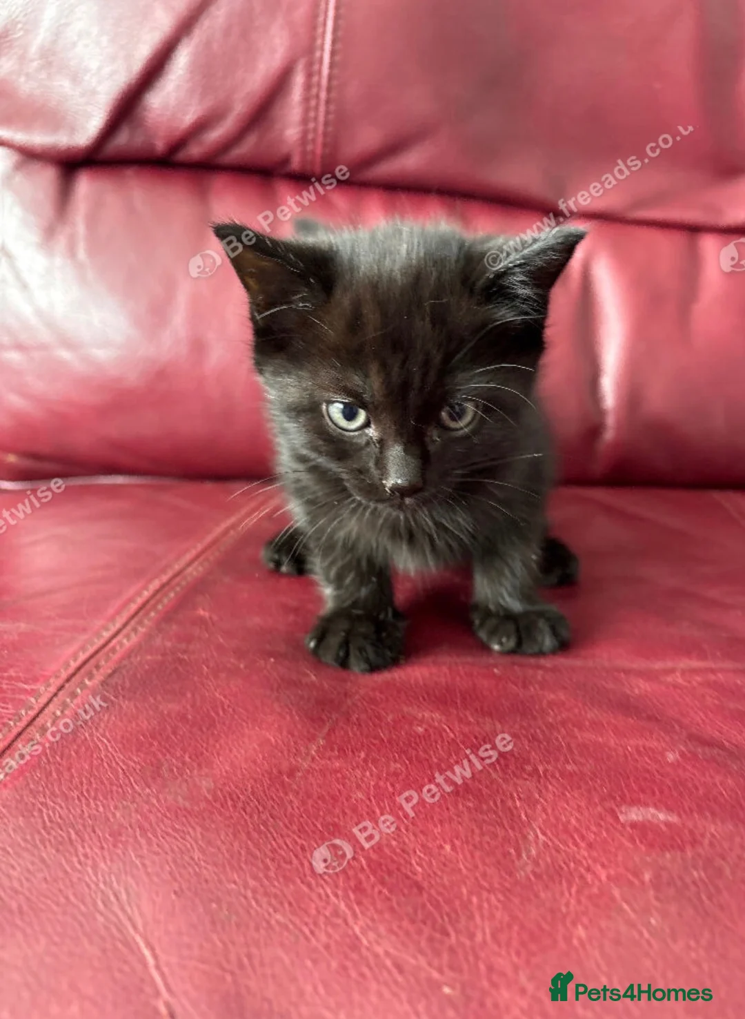 Mixed Breed cats for sale: Two male tabby’s ready for new homes  - Advert 2