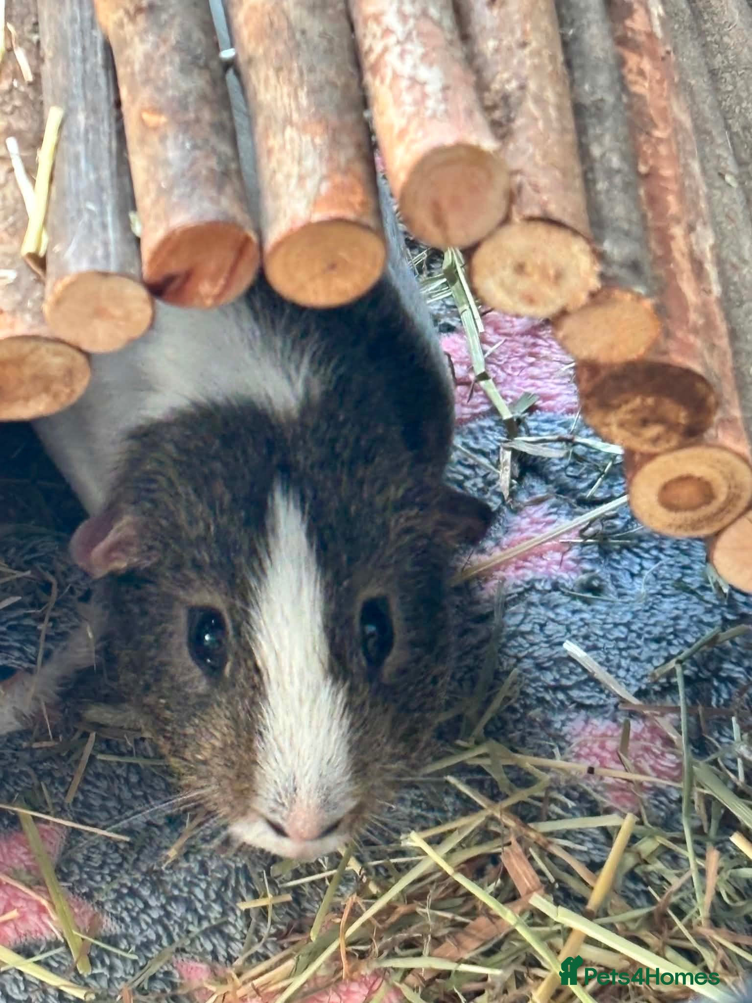 Guinea Pig rodents Boy guinea pig  - Advert 1