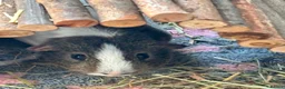 Guinea Pig rodents for sale: Boy guinea pig  in Newbury - Advert 1