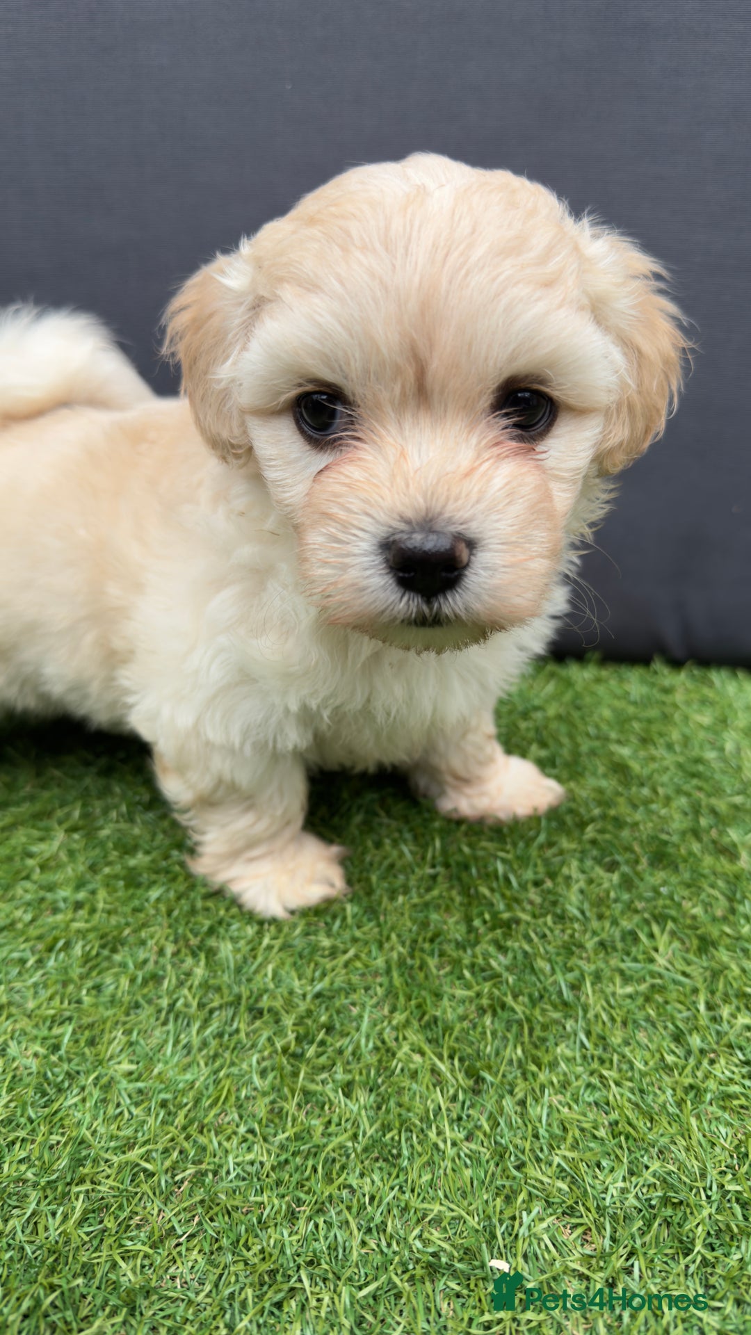 Morkie dogs for sale: Beautiful Maltese x Yorkie puppies  - Image 8