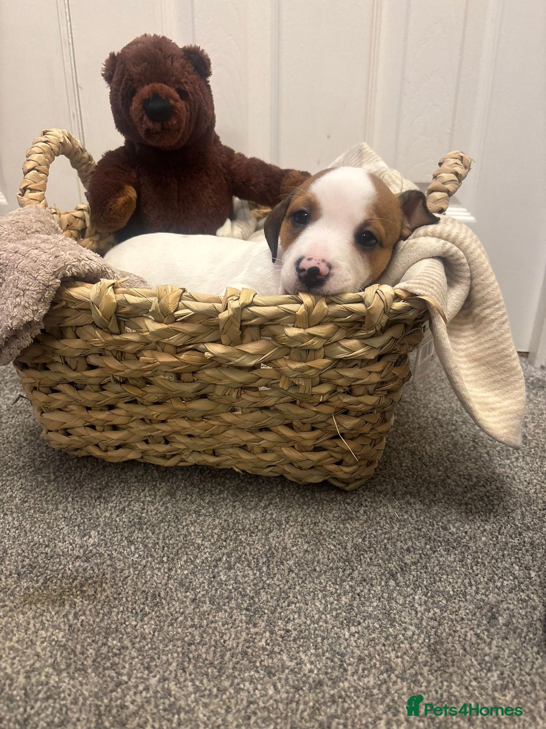 Mixed Breed dogs for sale:  Last 2 girls READY NOW! Rare English Bulldach - Advert 39