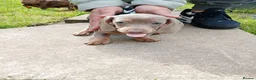 Miniature Dachshund dogs for sale: Beautiful Liter of Miniature Dachshund Puppies - Advert 6