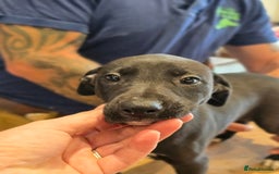 Mixed Breed dogs for sale: Whippet lurcher - Image 1