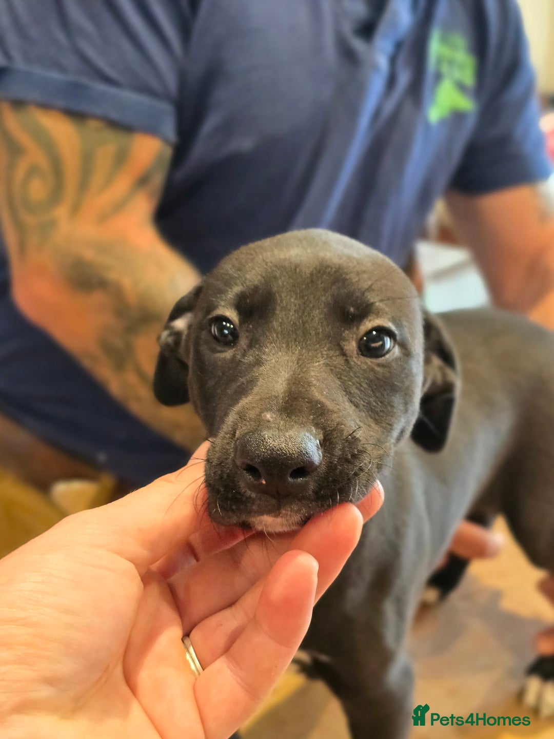 Mixed Breed dogs for sale: Whippet lurcher - Image 1