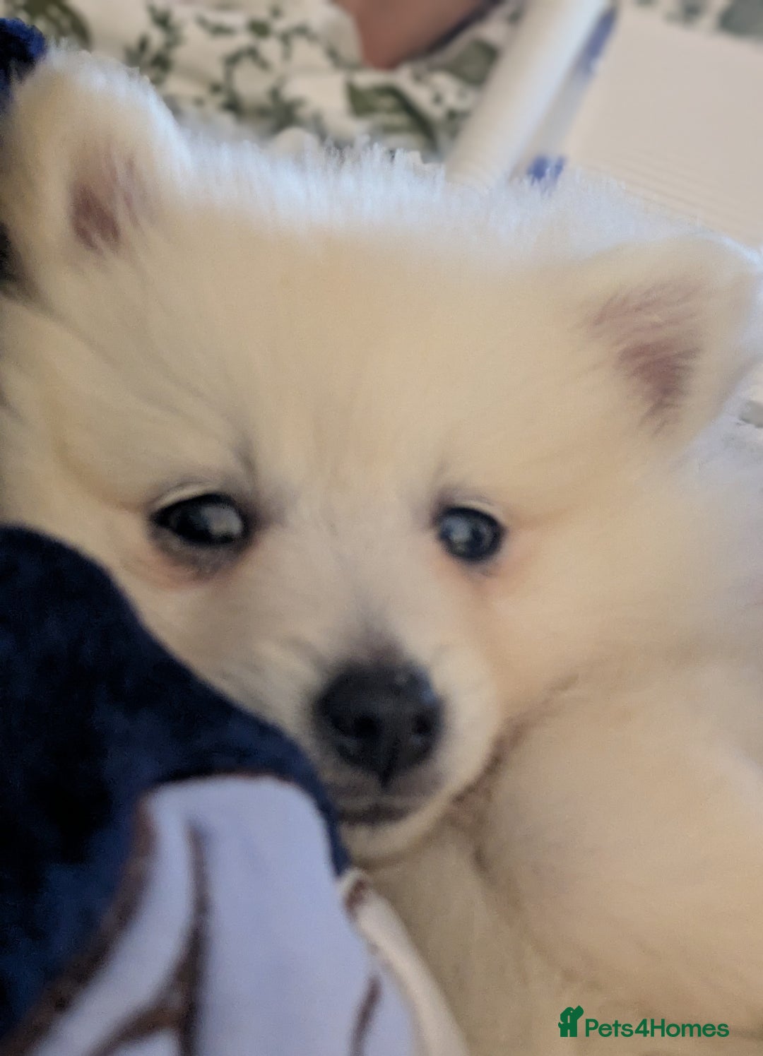 Japanese Spitz dogs for sale: Beautiful Japanese Spitz Puppy For Sale  - Advert 4