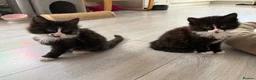 Mixed Breed cats for sale: Beautiful mixed-breed kittens! - Advert 21