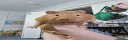 Guinea Pig rodents for sale: Orange guinea pig in London - Advert 7