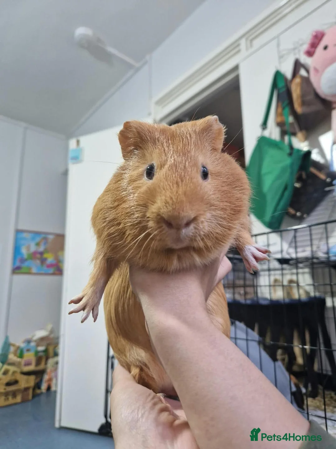 Guinea Pig rodents for sale: Orange guinea pig in London - Advert 7