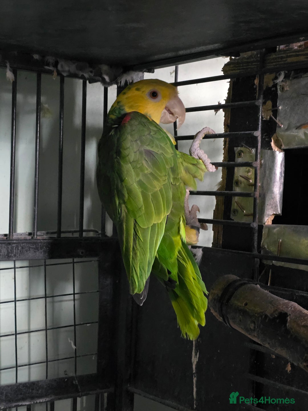 Parrots birds for sale: Proven pair of Double Yellow Headed Amazon (MAGNA) - Image 2