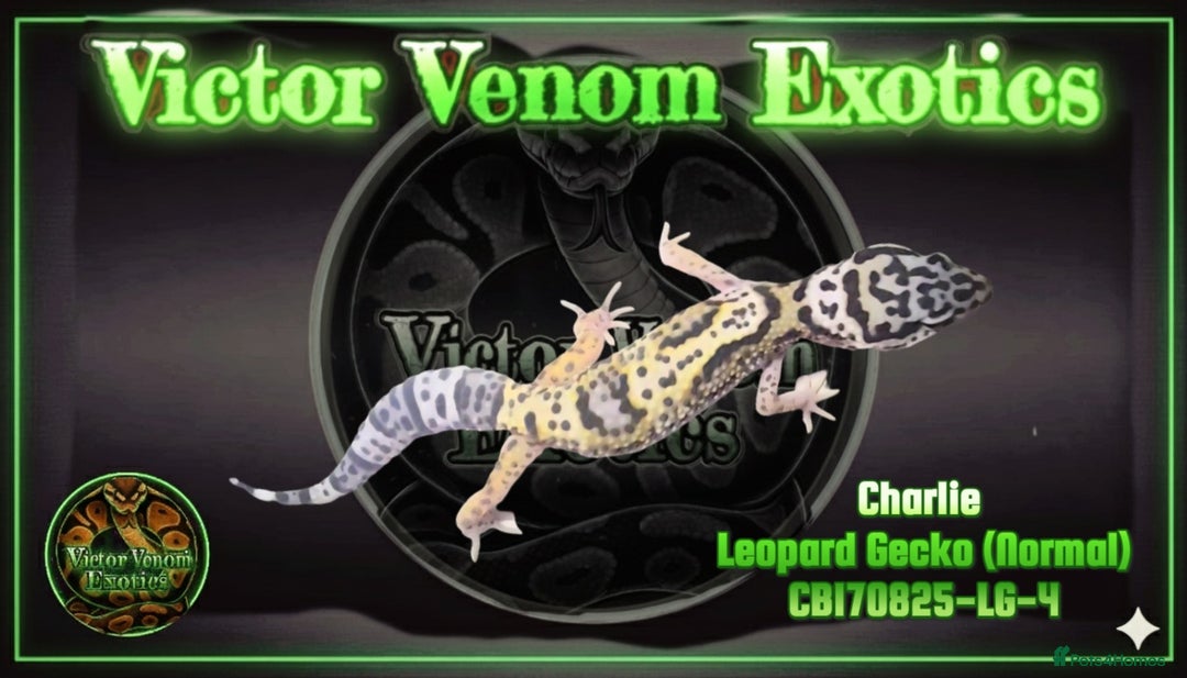 Leopard Gecko reptiles for sale: I Have 4 gorgeous Leopard Geckos available  - Advert 1