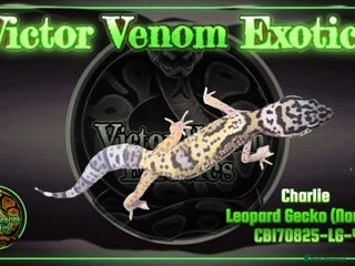 Leopard Gecko reptiles - Advert 12