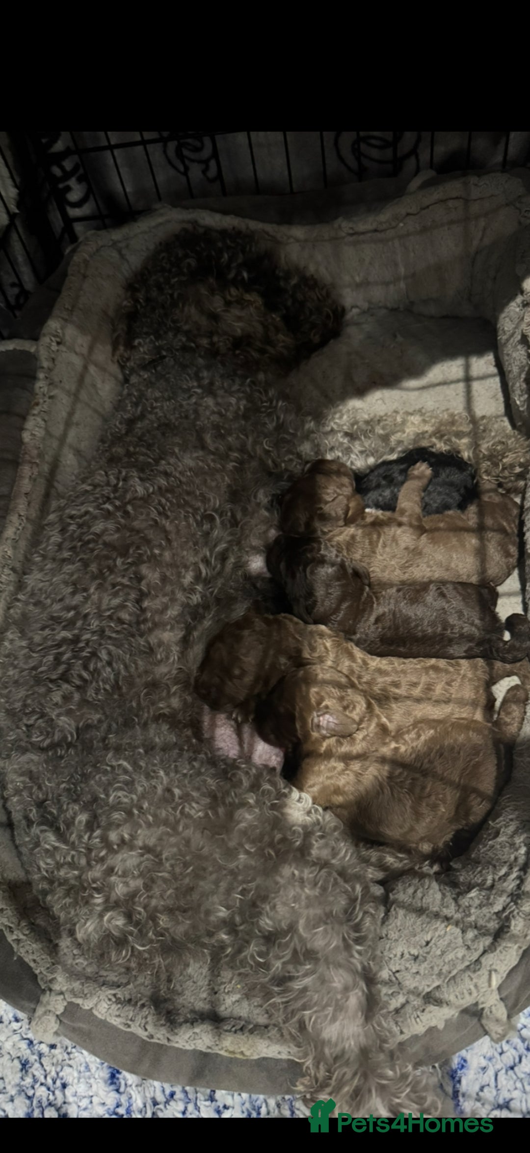 Bedlington Terrier dogs for sale: KC Registered Bedlington Terrier Pups  - Advert 1