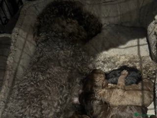 Bedlington Terrier dogs KC Registered Bedlington Terrier Pups - Advert 2